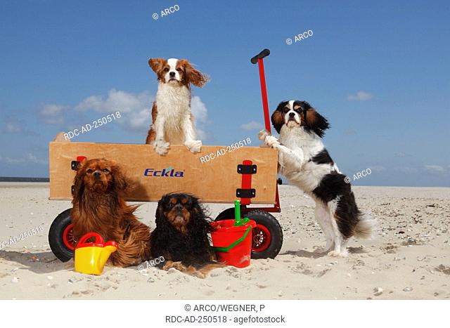 Cavalier King Charles Spaniel blenheim ruby black-and-tan and tricolour at beach Texel Island Netherlands handcart