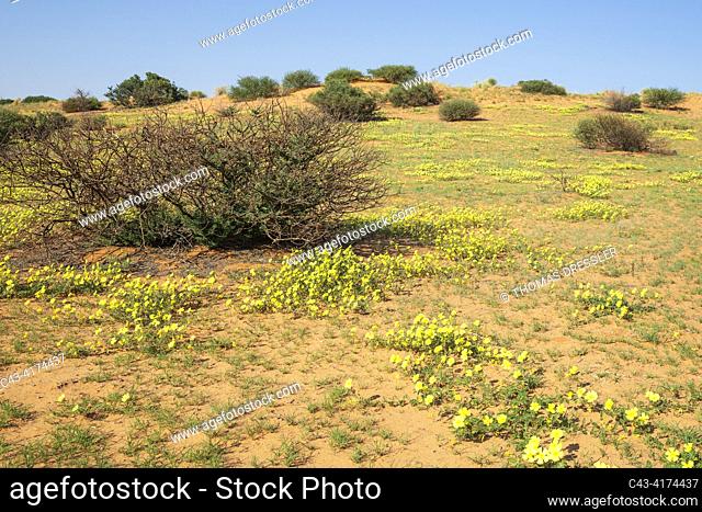 Yellow Devil's Thorn (Tribulus zeyheri) flowers at a grass-grown sand dune during the rainy season. Kalahari Desert. Kgalagadi Transfrontier Park, South Africa