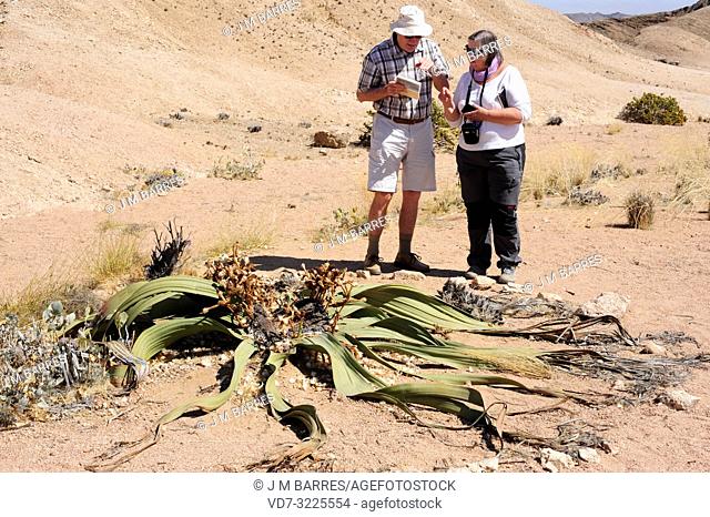 Welwitschia or tree tumbo (Welwitschia mirabilis) is a gimnosperm plant endemic to Namib Desert (Angola and Namibia). This photo was taken near Swakopmund