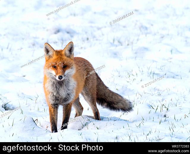 Ein Rotfuchs steht im Schnee