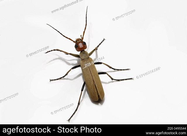 Cream colored redhead blister beetle, Family Meloidae, Pune, Maharashtra, India
