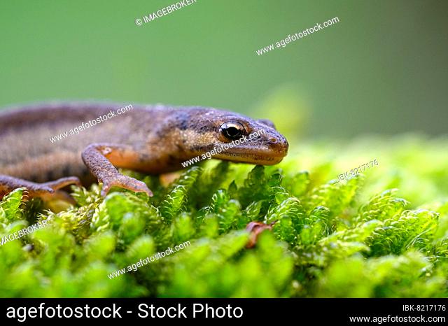 Common newt (Triturus vulgaris), female in terrestrial traditional costume, portrait, on the way to spawning water, Oberhausen, Ruhr area