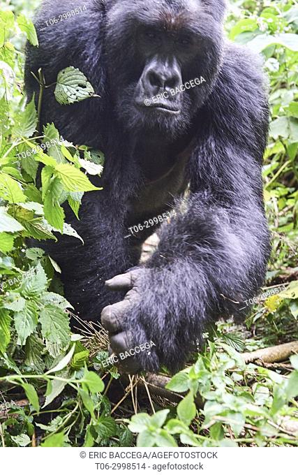 Close view of Silverback Mountain gorilla (Gorilla beringei beringei) member of Munyaga group. Virunga National Park, North Kivu, Democratic Republic of Congo