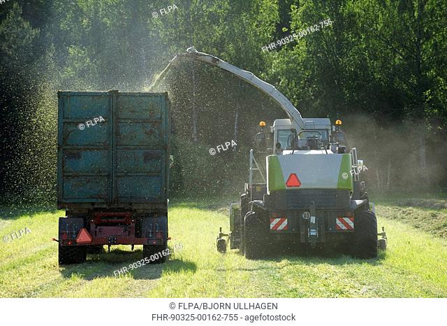 Claas Jaguar 850 forage harvester, cutting grass for silage and loading wagon, Alunda, Uppsala, Sweden, june