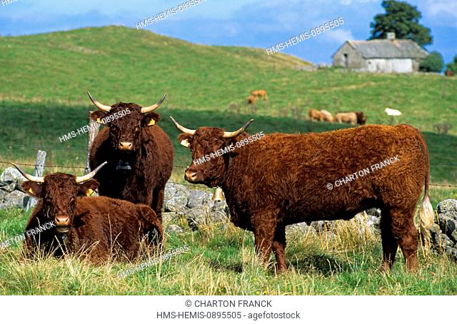 France, Cantal, Plateau du Trizac, cows of salers race