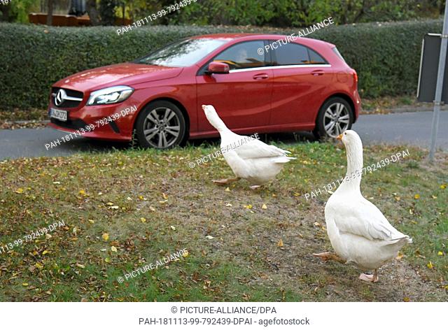 01 November 2018, Saxony, Kaditzsch: The two geese ""Margot"" (l) and ""Erich"" by Henry Vogel walk to a car on the market place of the small village
