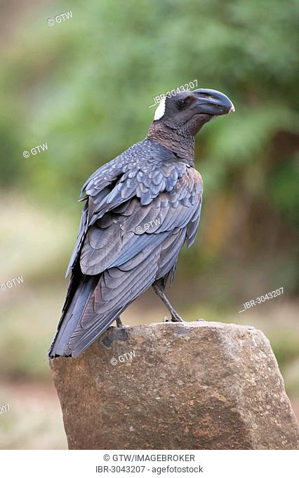 Thick-billed Raven (Corvus crassirostris), Simien Mountains National Park, Amhara Region, Ethiopia