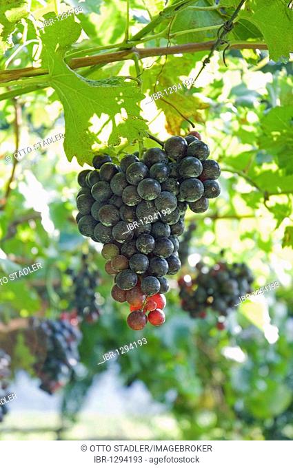 Blue grapes, vineyard, Kaltern or Caldaro, Trentino, Alto Adige, Italy, Europe