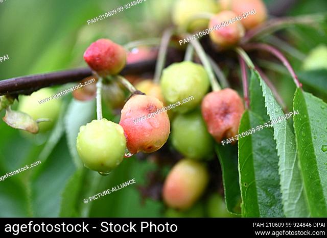 09 June 2021, Baden-Wuerttemberg, Ravensburg: Pressure marks and cracks can be seen on ripening cherries after a hailstorm