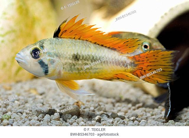 Cockatoo dwarf Cichlid (Apistogramma cacatuoides), breed Double Red
