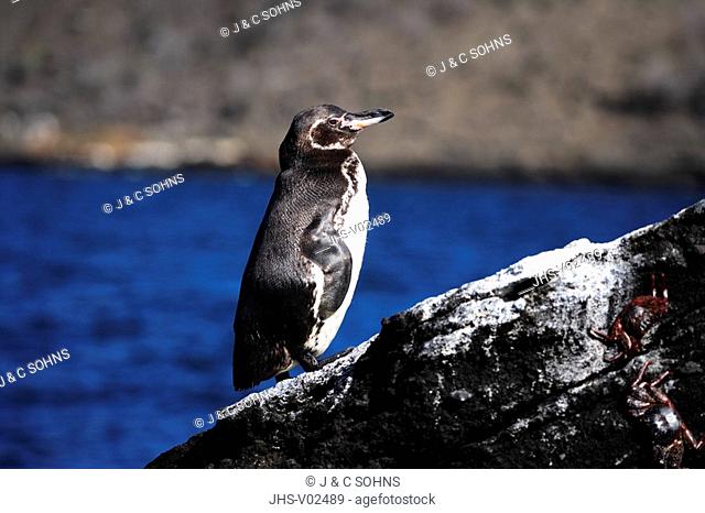 Galapagos Penguin, Sphenicus mendiculus, Galapagos Islands, Ecuador, adult, on rock, at water, at sea