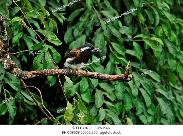 White-eared Barbet (Stactolaema leucotis leucotis) adult, with insect prey in beak, perched on branch, Dlinza Forest Nature Reserve, Eshowe, Zululand