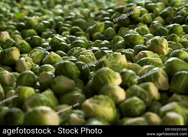 Fresh organic Brussels sprouts on a farm stand