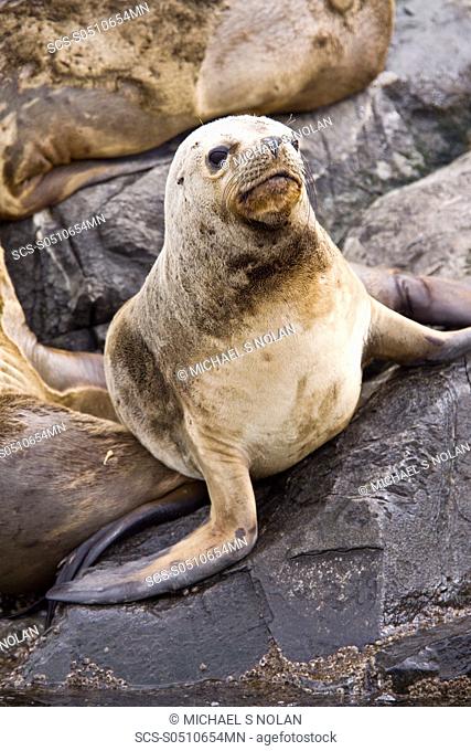 South American Sea Lion Otaria flavescens hauled out on small rocky islet just outside Ushuaia, Argentina in the Beagle Channel The South American sea lion is...
