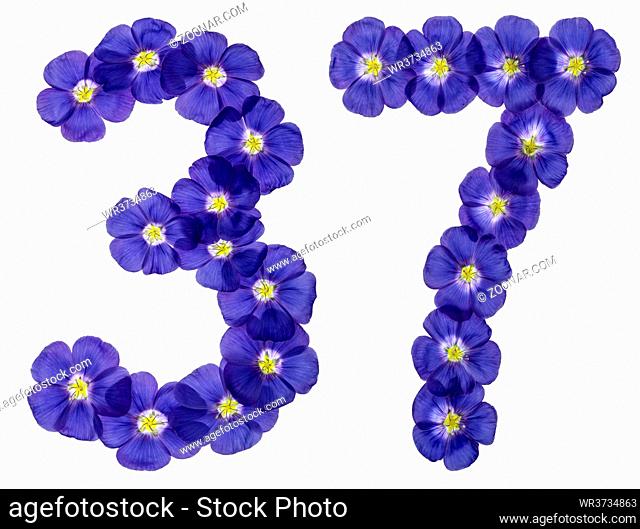 Arabic numeral 37, thirty seven, from blue flowers of flax, isolated on white background