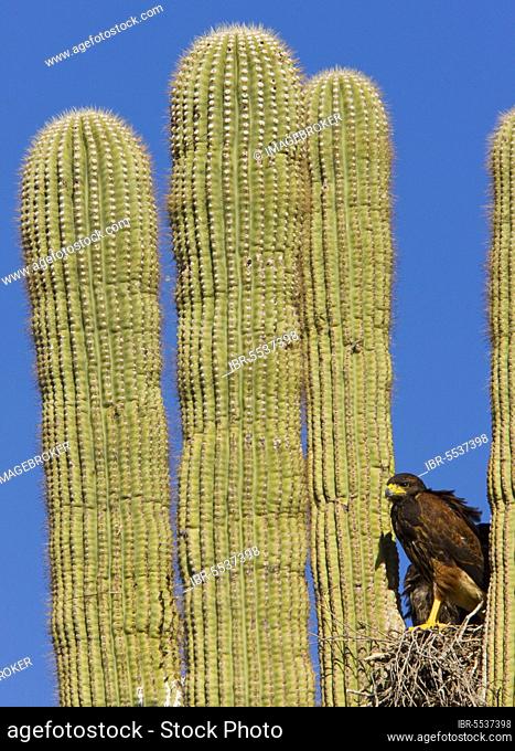 Harris Hawk (Parabuteo unicinctus) adult, at nest in Saguaro (Carnegiea gigantea) Cactus, Sonoran Desert, Arizona (U.) S. A
