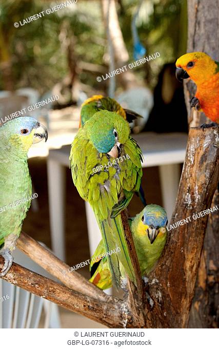 Bird, Periquitão Maracanã, Papagaio-do-mangue, Jandaia-verdadeira, Rio Preguiças, Vassouras, Maranhão, Brazil
