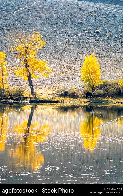 Golden autumn in the forests of the Altai. Yellow trees in autumn near the reservoir