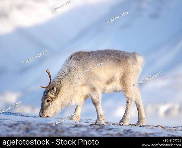 Female Svalbard Reindeer (Rangifer tarandus platyrhynchus) near Pyramiden, an endemic subspecies of Reindeer, which lives only in Svalbard and never was...