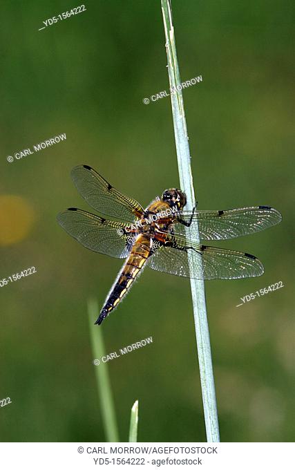 Four Spotted Chaser Dragonfly Libellula quadrimaculata
