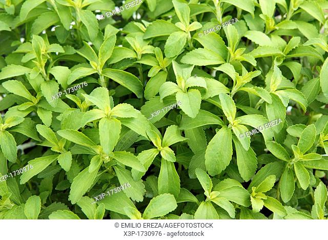 Production of sweet plant, Stevia rebaudiana for sale  Balaguer, Lleida, Catalonia, Spain