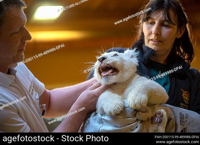 15 January 2020, Saxony-Anhalt, Magdeburg: Veterinarian Niels Mensing (l.) and the animal keeper Susann Paelecke examine a small white lion