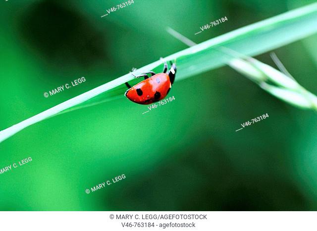 Seven Spot Ladybeetle upside-down on a blade of grass  A seven-spot ladybird beetle hangs upside down on a blade of grass