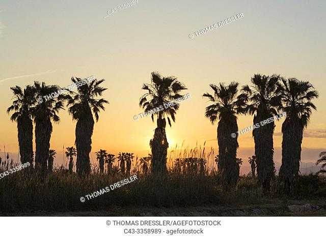 Desert Fan Palm (Washingtonia filifera). Nursery. At sunset. Environs of the Ebro Delta Nature Reserve, Tarragona province, Catalonia, Spain