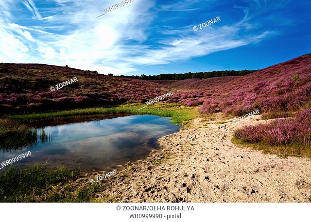 wild pond and sandy dunes covered with flowering h