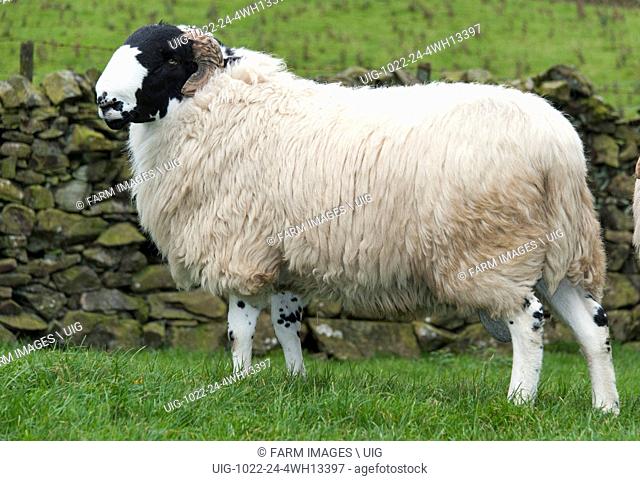 Rough Fell shearling rams