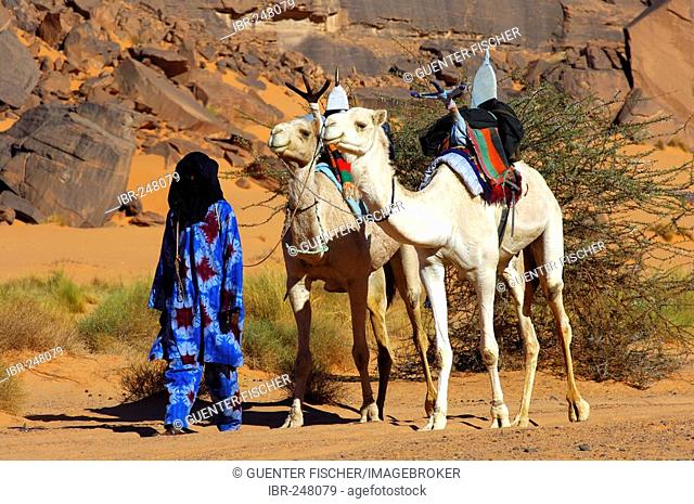Tuareg with white Mehari riding dromedary, Acacus Mountains, Libya