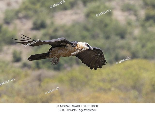 Africa, Ethiopia, Rift Valley, Debre Libanos, Bearded vulture (Gypaetus barbatus), in flight
