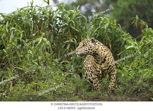 Adult Jaguar (Panthera onca) in the Pantanal region, Mato Grosso, Brazil