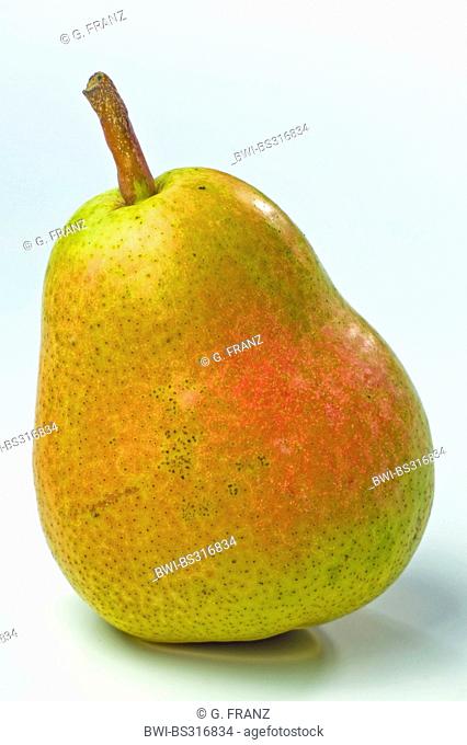 Common pear (Pyrus communis), mature Williams pear