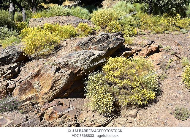 Bolina (Genista umbellata) is a shrub native to Spain, Morocco and Algeria. This photo was taken in Las Alpujarras, Sierra Nevada National Park