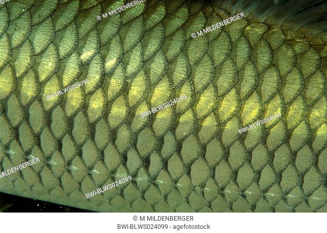 chub Leuciscus cephalus, detail of scales, , Austria, Grundlsee