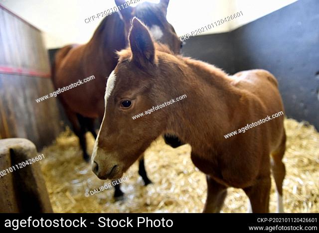 First foal from the Napajedla Stud Farm in 2021 is seen on January 12, 2021, in the stud farm in Napajedla, Czech Republic