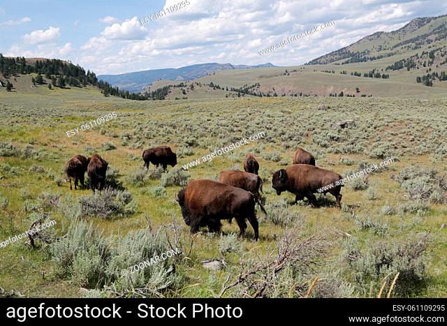 in USA inside the yellowstone national park the beauty of amazing nature wildlife buffalo