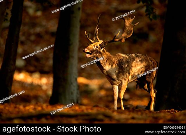 Strong fallow deer, dama dama, roaring inside forest in autumn at sunset. Magnificent stag calling in woodland during rutting season