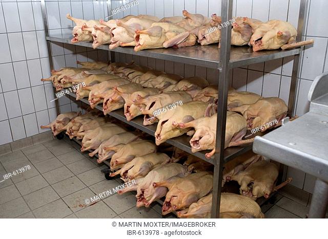 Fresh geese in cold storage at a large butcher's in Hesse, Germany, Europe