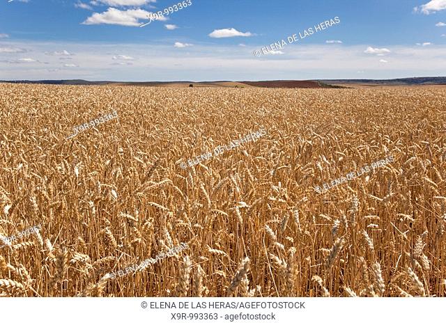 Wheat fields. Burgos. Spain