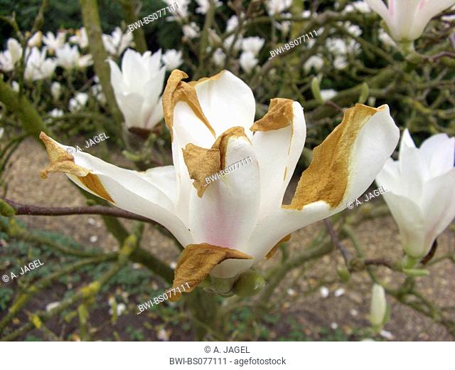 saucer magnolia (Magnolia x soulangiana, Magnolia soulangiana, Magnolia x soulangeana, Magnolia soulangeana), cultivar Lennei Alba, flower with frost damage