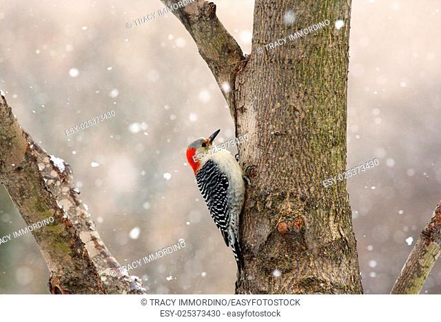 Close up of a female Red-bellied Woodpecker on a tree trunk with a snow falling in the background in winter in Trevor, Wisconsin, USA
