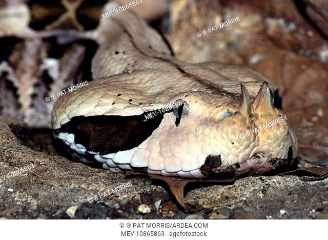Gaboon Viper - colours camouflaged to match forest floor (Bitis gabonica). West Africa