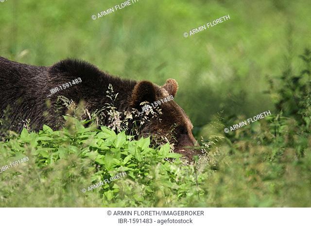 Brown bear (Ursus arctos), Weilburg zoo, Hesse, Germany, Europe