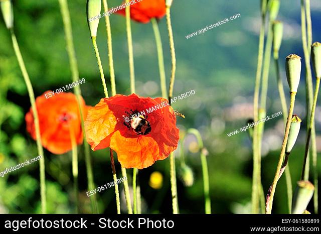 Bee pollinating a poppy