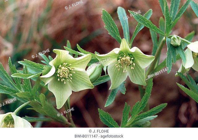 green hellebore (Helleborus viridis), flower
