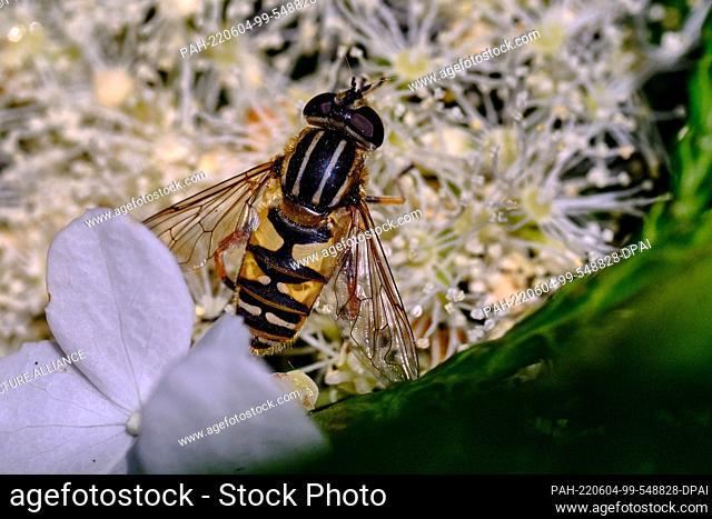 04 June 2022, Lower Saxony, Brunswick: A grove hoverfly (Episyrphus balteatus), also called a standing fly or buzz fly, searches for food on the flowers of a...