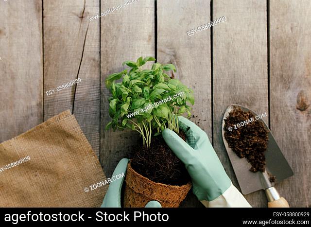 Gardening hobby concept. Hands holding eco pot with green plant, shovel on wooden background. High quality photo