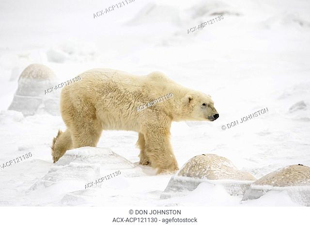 Polar Bear (Ursus maritimus) Wandering Hudson Bay coast waiting for sea ice
